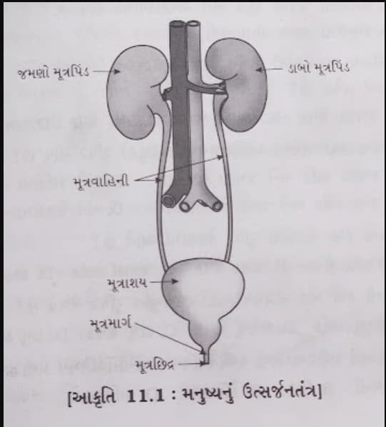 Class 7 Science Chapter 7 Swadhyay 