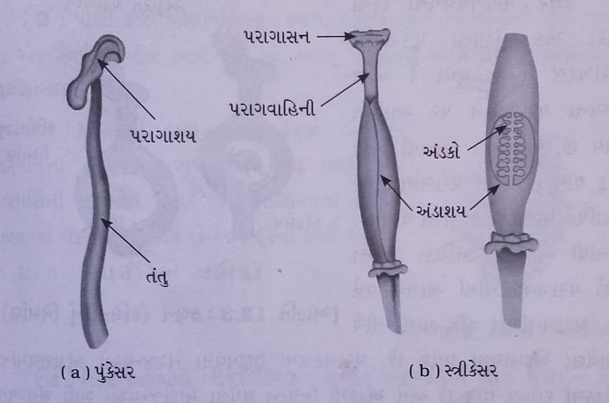 Class 7 Science Chapter 8 Swadhyay