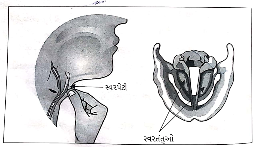 Class 8 Science Chapter 10 Swadhyay