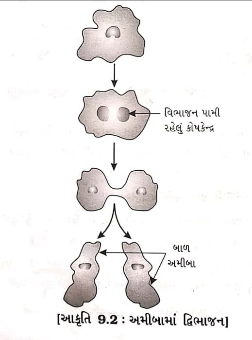 Class 8 Science Chapter 6 Swadhyay 