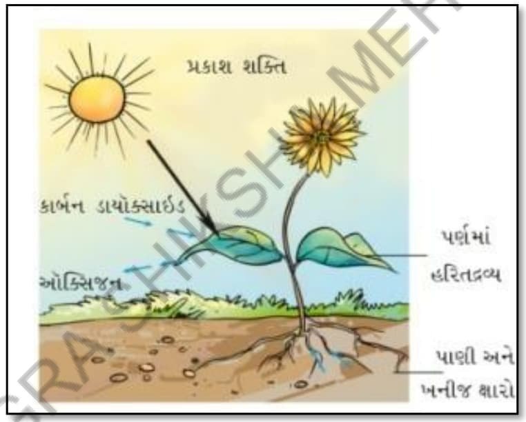 Std 7 Science Chapter 1 Mcq Gujarati